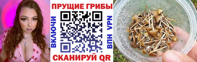 Галлюциногенные грибы Psilocybe  Купить  Соль-Илецк 